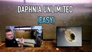 How I Raise Daphnia Water Fleas And You Can Too [upl. by Ellasal]