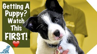 Puppy First Day Home Tips  Professional Dog Training Tips [upl. by Moser997]