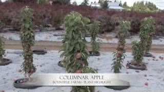 Columnar Apple  Plant Highlight [upl. by Zennie841]