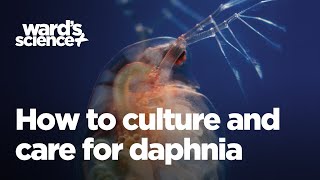 Caring and Culturing for Daphnia [upl. by Faustine]