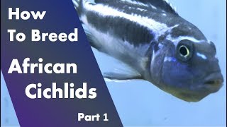 How to Breed African Cichlids  Before Starting Part 1 [upl. by Noned]