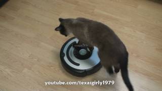 Cat shows HOW TO use iRobot Roomba Vacuum [upl. by Lauro606]