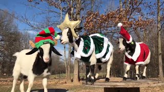 Fainting Goats Compilation Cute Funny Animals HD 🐐 [upl. by Llehcear550]