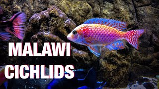 Guide to African Cichlid Care [upl. by Naugan]