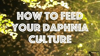 How To Feed Your Daphnia Culture [upl. by Key]