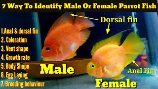 7 Way To Identify Male Or Female Parrot Fish [upl. by Clift609]