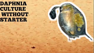 HOW TO CULTURE DAPHNIA NATURALLY WITHOUT A STARTER [upl. by Yelkreb]