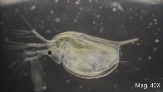 Daphnia magna under the Microscope [upl. by Ayk]