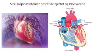 Sirkulasjonssystemet Introduksjon [upl. by Mcnamee]