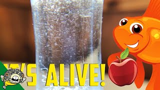 How to culture Vinegar Eels The EASY Way Live Fish Food [upl. by Jolda75]