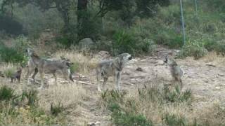 Lobos Aullando  Howling Wolves [upl. by Aydidey]