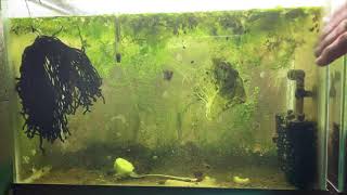 Scuds Daphnia Cherry Shrimp Copepods My aquatic food culture [upl. by Benson]