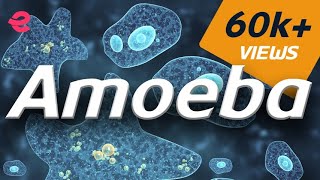 What is An Amoeba  Biology  Extraclasscom [upl. by Sholeen]