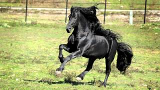 WORLD FAMOUS FRIESIAN STALLION [upl. by Leraj]