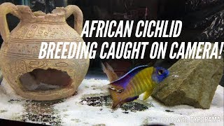 African Cichlids Breeding  The 3 Stages  Caught In The Act [upl. by Oiuqise619]