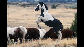 Wild Horses  Mustangs of Oregon [upl. by Foley]