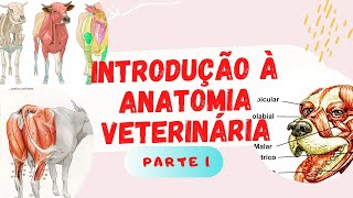 Introdução à Anatomia Veterinária part 1 [upl. by Juliane]