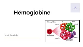 Hémoglobine [upl. by Lepper261]