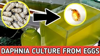 HOW TO HATCH DAPHNIA EGGS  HOW TO CULTURE DAPHNIA [upl. by Auqinimod]