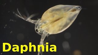 Daphnia [upl. by Baptlsta]