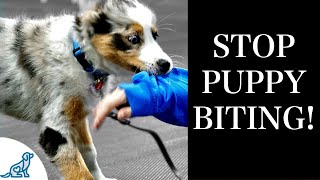 STOP Puppy Biting With These 7 Rules For Training [upl. by Viviene]