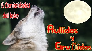 Sonido de Lobo aullando feroz gruñendo [upl. by Chee]