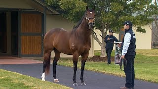 2018 Vinery Stallion Parade [upl. by Losiram314]