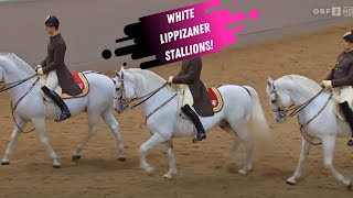 Spanish Riding School Grand Finale  White Lippizaner Stallions [upl. by Conney]