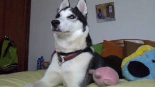 Husky siberiano aullando  Willy Siberian husky howling Willy [upl. by Manbahs]