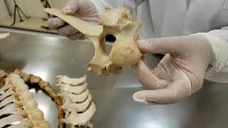 Aula Anatomia veterinária coluna vertebral costelas esterno [upl. by Kuo]