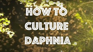 How To Culture Daphnia Magna [upl. by Diley]