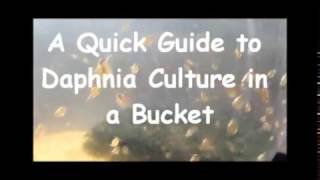 How to culture daphnia outside [upl. by Close177]