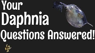 Daphnia Questions Answered [upl. by Asha]