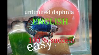 daphnia moina culture Easy way Unlimited production English  with sub Green water Chlorella [upl. by Lokim]