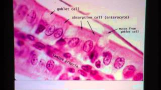 Simple Columnar Epithelium [upl. by Namwen472]