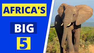 Africas big 5  What are the Big 5 Animals of Africa [upl. by Leunam613]