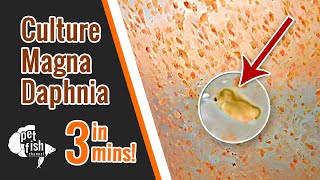 How to culture DAPHNIA MAGNA  The easy way [upl. by Enait]