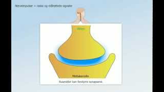 Hormonsystem og nervesystem [upl. by Reprah]