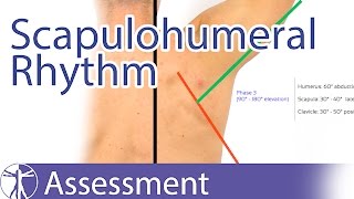 Scapulohumeral Rhythm [upl. by Lokim]