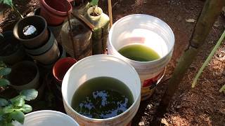 How to grow Green Water Algae [upl. by Enttirb36]