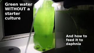 Green Water WITHOUT a Starter Culture  From Scratch  How To [upl. by Liemaj]