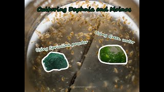 How To Culture Daphnia and Moinas using Green Water Spirulina powder [upl. by Annotahs]