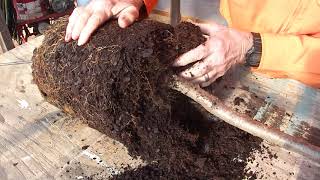 How To Peach Tree Transplanting [upl. by Leclair]