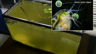 Raising Daphnia for the Freshwater Aquarium [upl. by Kcim]