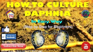 HOW TO CULTURE DAPHNIA In Easy Way [upl. by Livesay]